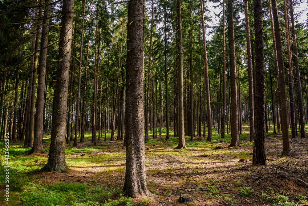 Obraz premium Wald im Naturpark Heidenreichstein