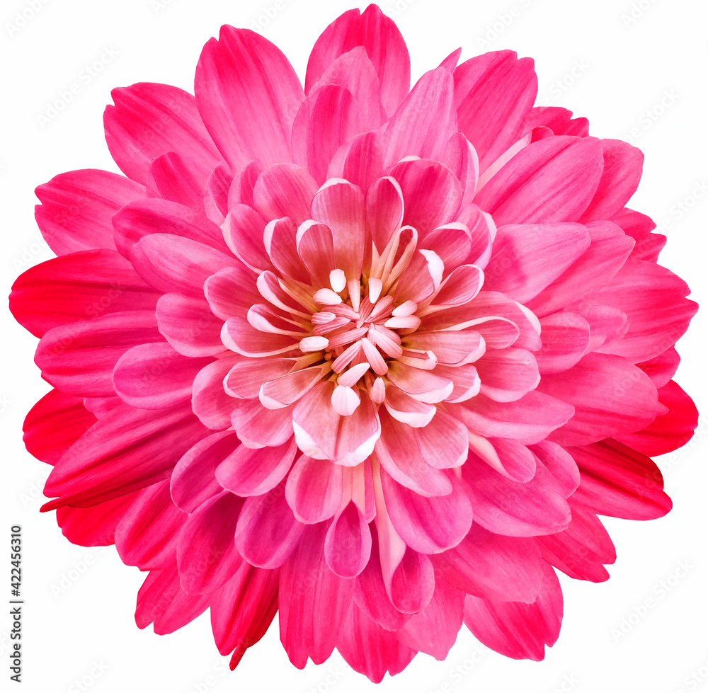 Pink flower chrysanthemum on white isolated background with clipping path. Close-up. Flowers on the stem. Nature. Pink flower chrysanthemum on white isolated background with clipping path. Close-up. Flowers on the stem. Nature.