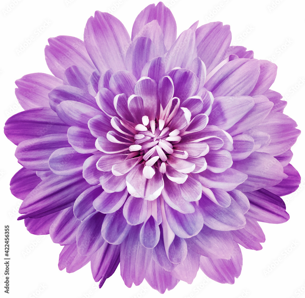 Light purple  flower chrysanthemum on ta white isolated background with clipping path. Close-up. Flowers on the stem. Nature.