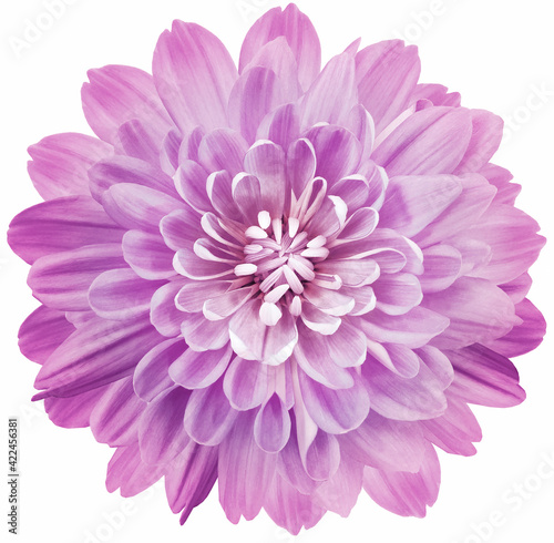 flower light purple  chrysanthemum . Flower isolated on a white background. No shadows with clipping path. Close-up. Nature.