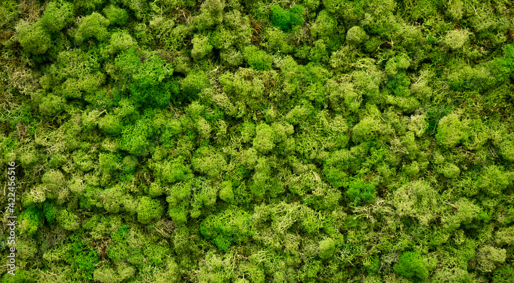 Natural moss in nature. Green moss background texture Natural moss in nature. Green moss background texture