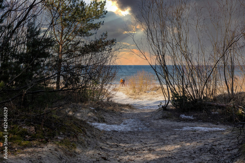 Afternoon in the dunes by the sea