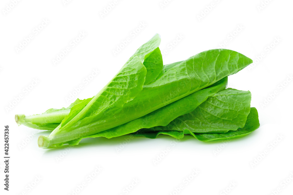 fresh green Lettuce vegetable  isolated on white background
