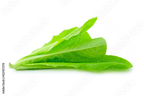 fresh green Lettuce vegetable  isolated on white background