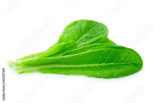 fresh green Lettuce vegetable  isolated on white background
