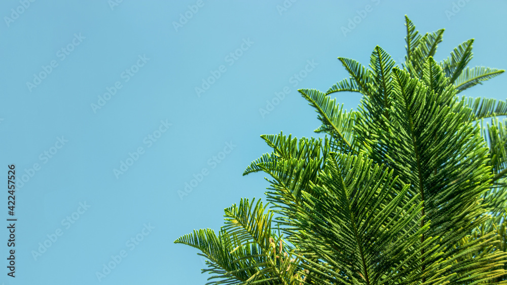 top of pine tree on clear sky in summer day top of pine tree on clear sky in summer day