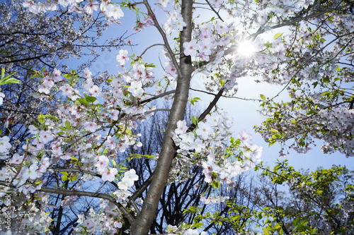 青空に向かって咲く桜の花