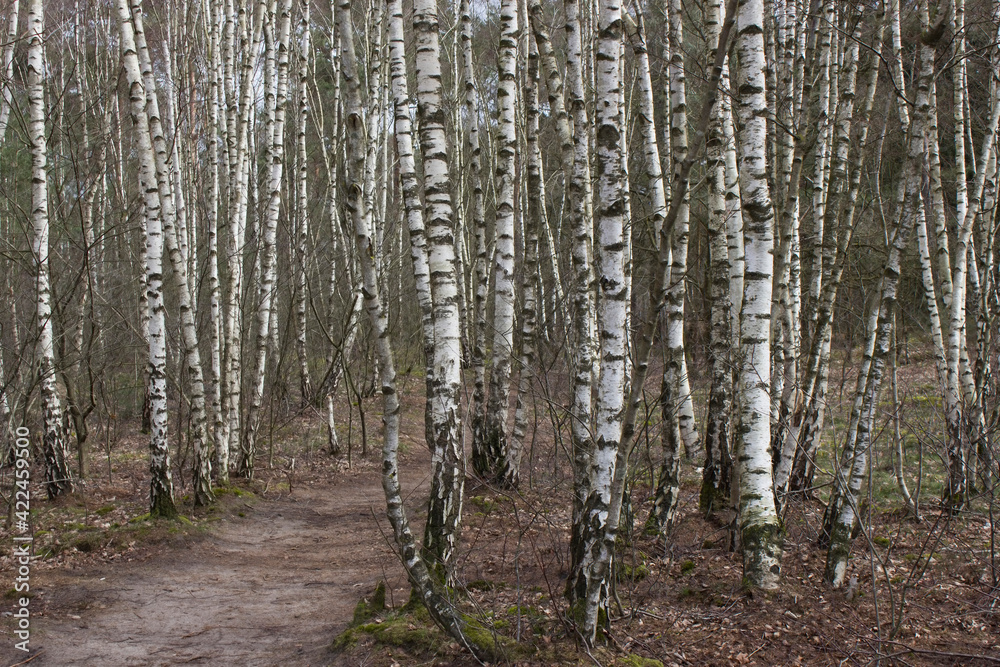 birch trees - National Park Maasduinen in the Netherlands birch trees - National Park Maasduinen in the Netherlands