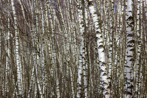 birch trees - National Park Maasduinen in the Netherlands © Mira Drozdowski