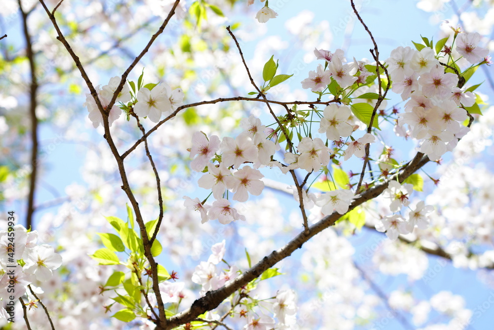 Fototapeta premium 青空に向かって咲く桜の花