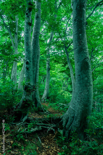 草木が生い茂るブナの原生林 © tetsusan