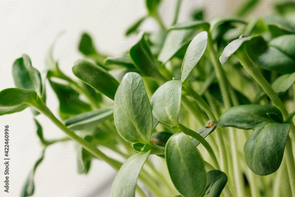 Close up of sunflower microgreens in a tray on the home windowsill.The concept of healthy eating,vegan concept.Home gardening.Selective focus with shallow depth of field. Close up of sunflower microgreens in a tray on the home windowsill.The concept of healthy eating,vegan concept.Home gardening.Selective focus with shallow depth of field.