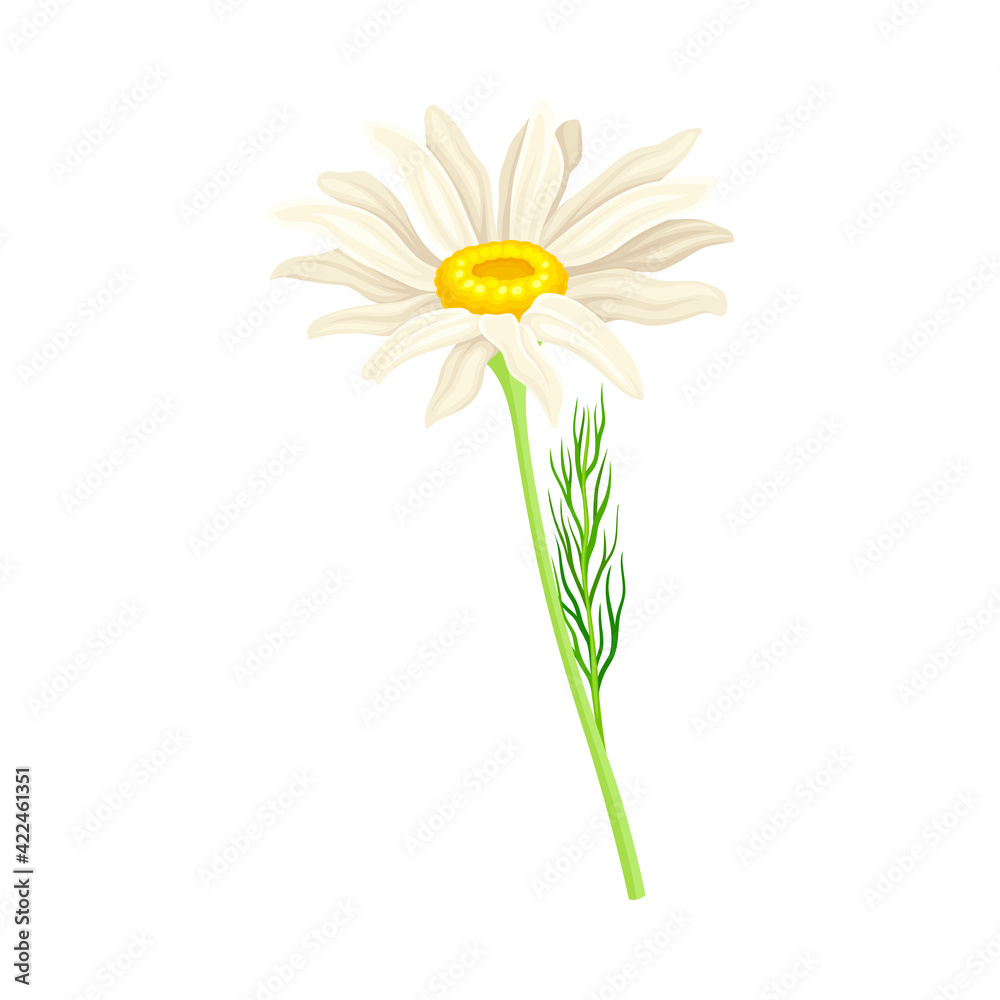 Common Daisy or Bellis Perennis on Stem with White Ray Florets and Yellow Disc Floret Vector Illustration