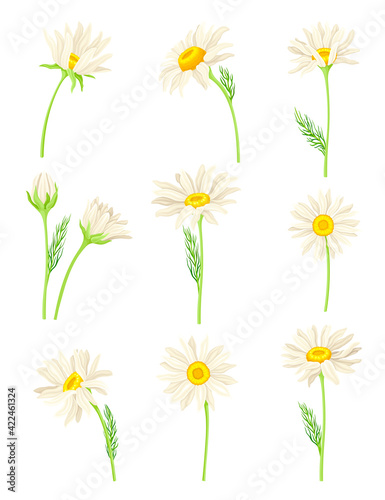 Common Daisy or Bellis Perennis on Stem with White Ray Florets and Yellow Disc Floret Vector Set