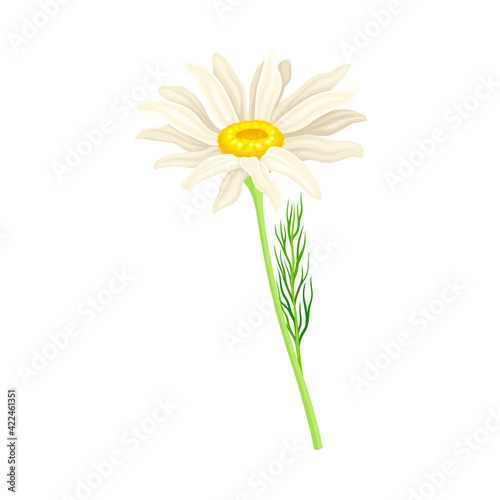 Common Daisy or Bellis Perennis on Stem with White Ray Florets and Yellow Disc Floret Vector Illustration