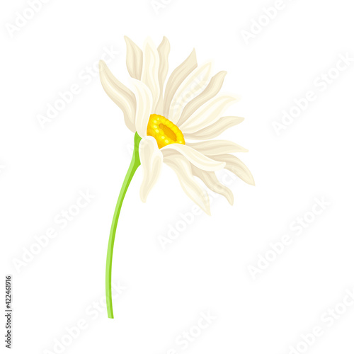 White Daisy Flower as Meadow Plant and Specie Vector Illustration