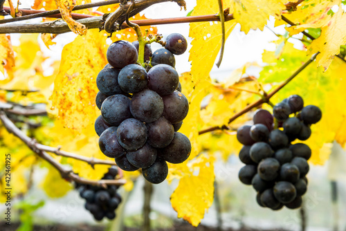 close-up ripe grapes in the vineyard of Miaoli, Taiwan.