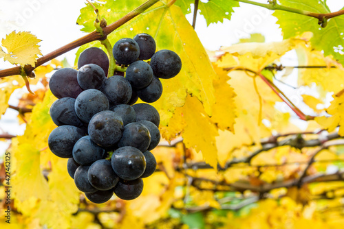 close-up ripe grapes in the vineyard of Miaoli, taiwan.