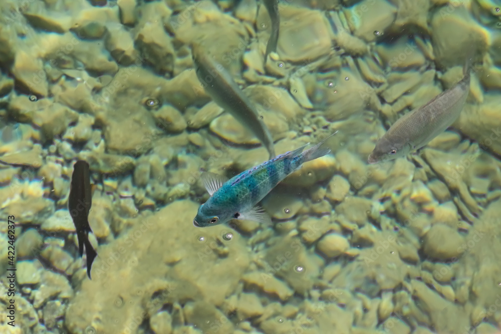 Parrotfish in the sea. Flora and fauna of the Red Sea. The wonderful world of the Red Sea. Sea Scenery Top view Parrotfish in the sea. Flora and fauna of the Red Sea. The wonderful world of the Red Sea. Sea Scenery Top view