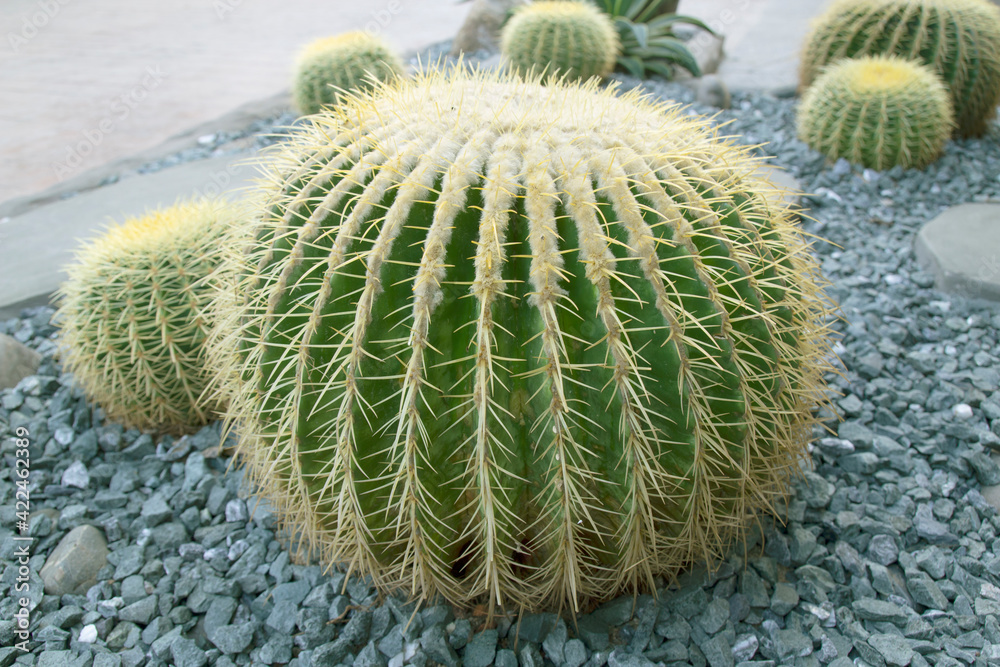 Echinocactus grusonii or Golden barrel cactus Echinocactus grusonii or Golden barrel cactus