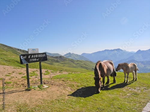 Horses grazing at the summit of Col d'Aubisque in Pyrenees mountains in France photo