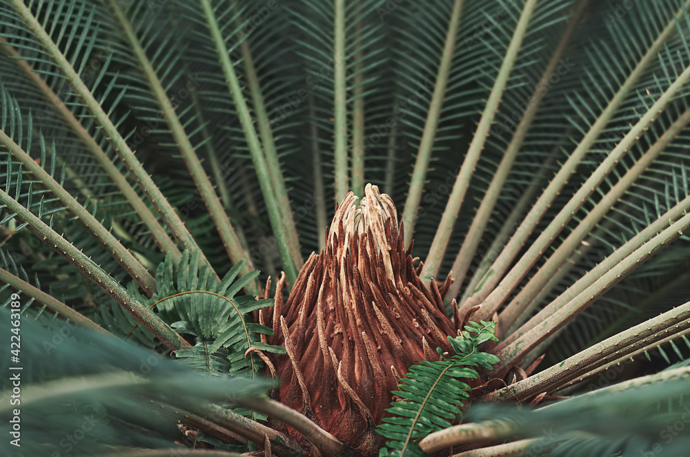 Cycas House Plant with green palm leaves