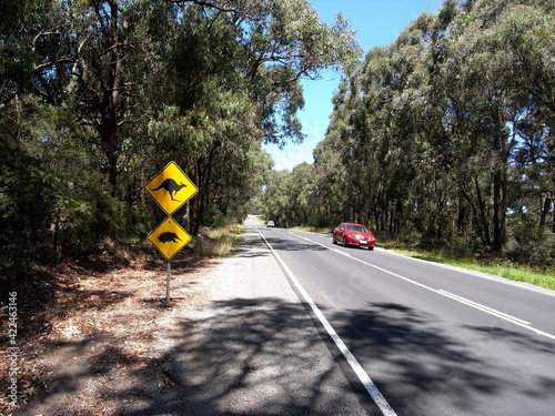 Photography Kangaroo crossing in Otways Victoria Australia