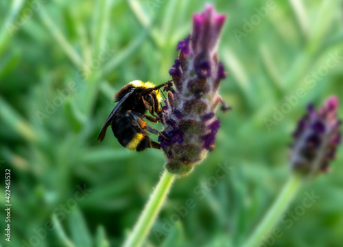 Vivid Bumble Bee on Lavender flower close up. © lenic