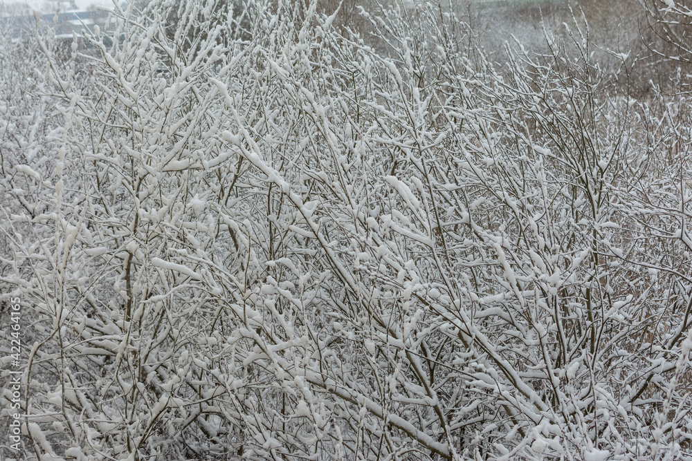 tree branches in the snow tree branches in the snow