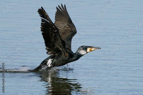 Great cormorant (Phalacrocorax carbo)