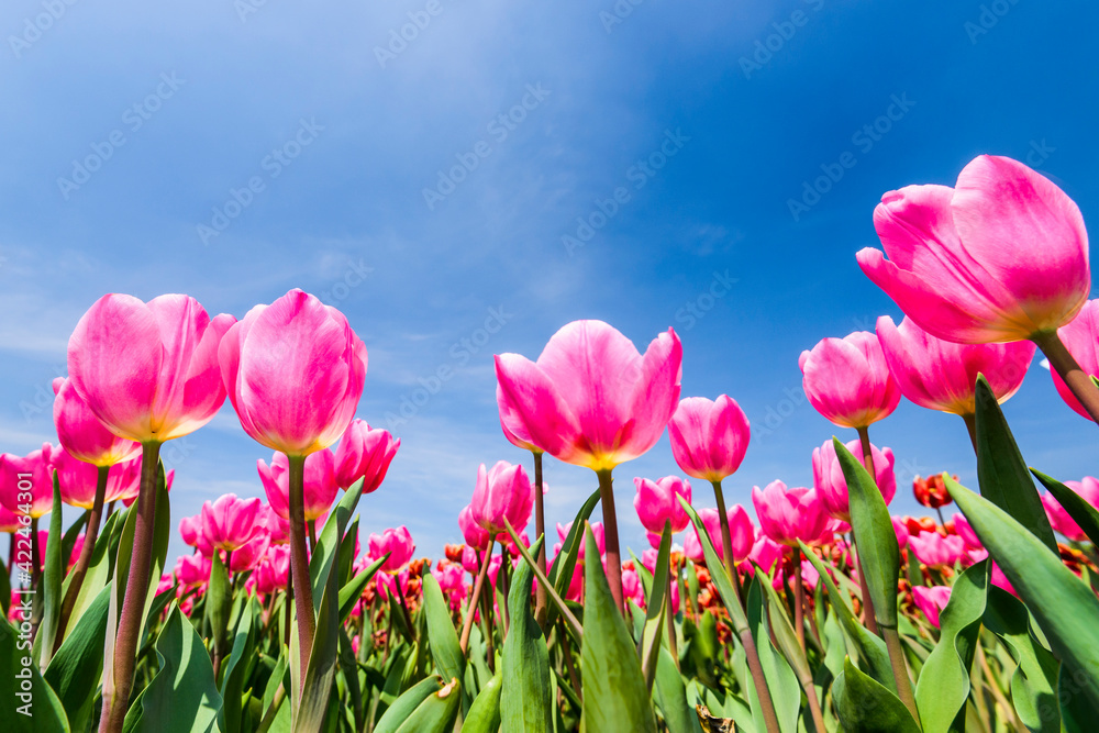 Beautiful tulips flower with the blue sky background Beautiful tulips flower with the blue sky background