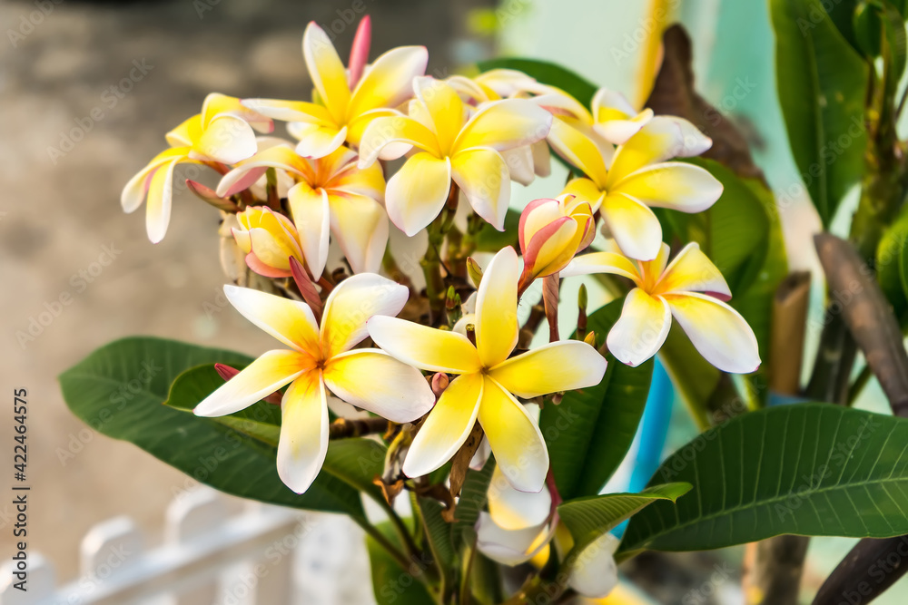 Obraz premium white and yellow frangipani flowers with natural background
