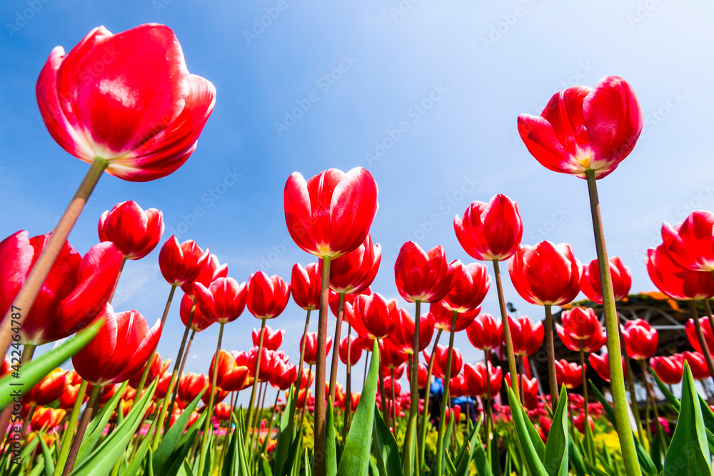Fototapeta premium Beautiful tulips flower with the blue sky background