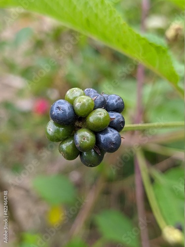 Common lantana fruit with blurry background