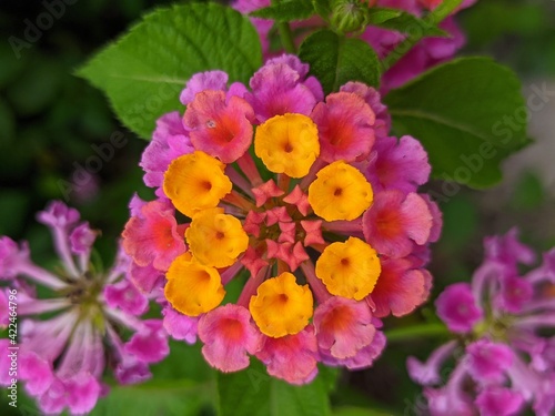 Red flowers - Common lantana flowers with blurry background