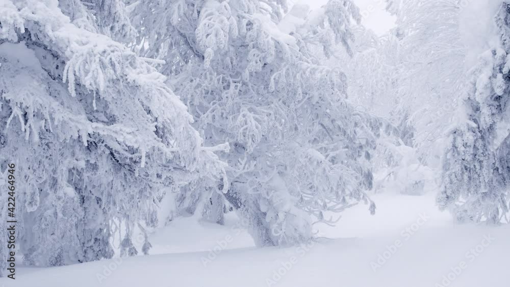 Snow branches are covered with white frost, forming textured background. Snow trees sway in wind in winter. Walk through fabulous frozen forest. Snow branches are covered with white frost, forming textured background. Snow trees sway in wind in winter. Walk through fabulous frozen forest.