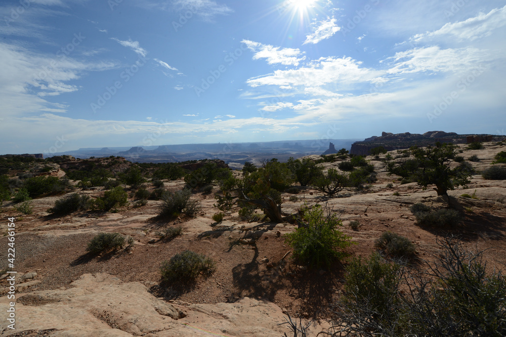 Scenic view of the landscape, with shrubs and trees near the rim of Canyonlands National Park in Utah Scenic view of the landscape, with shrubs and trees near the rim of Canyonlands National Park in Utah