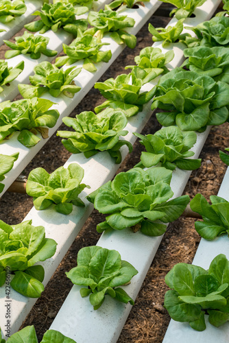 Green oak growing in a trough Planted in a hydroponic system