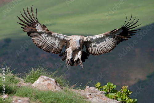Cape Vulture in flight