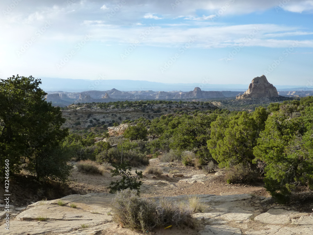 Scenic view of the trees and shrubs along the rim of Canyonlands National Park in Utah