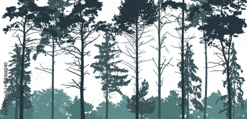Pine forest silhouette. Natural coniferous trees. Beautiful landscape, woodland. Vector illustration