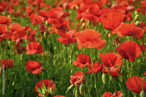 Summer and spring, landscape, poppy seed. Remembrance day, Anzac Day serenity Poppy flower field