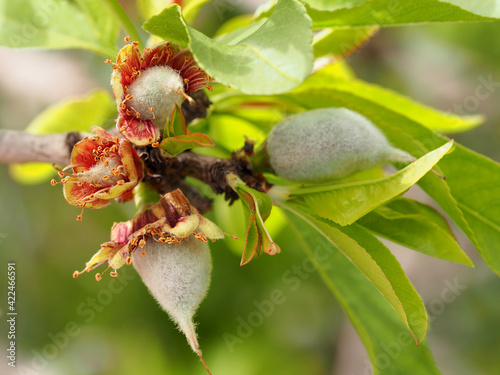 Almond nutlets appear on almond trees