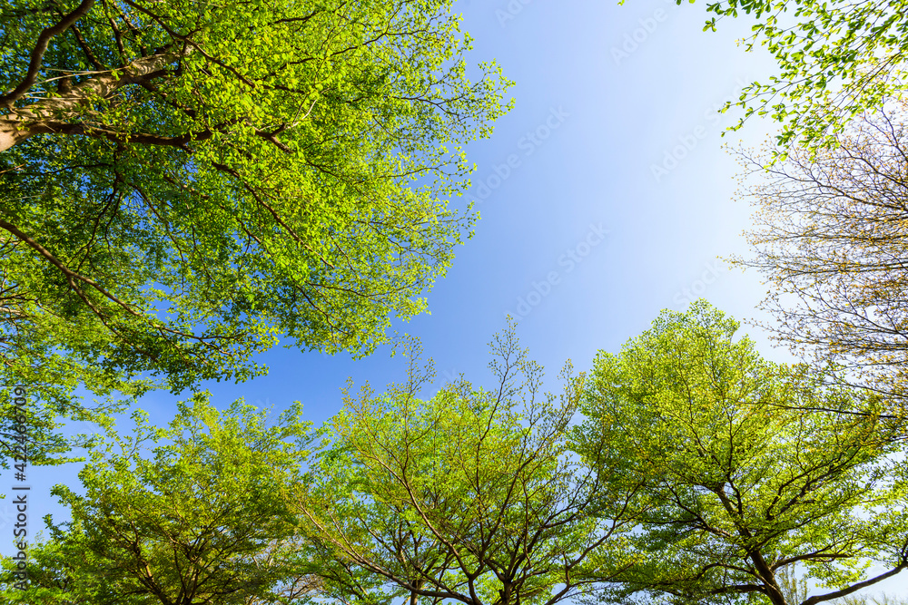 Obraz premium low angle view of green trees with the blue sky background