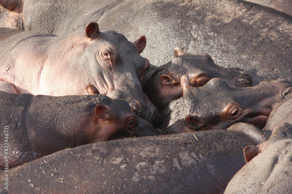hippopotamus in water hippopotamus in water