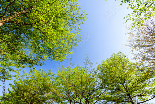low angle view of green trees with the blue sky background