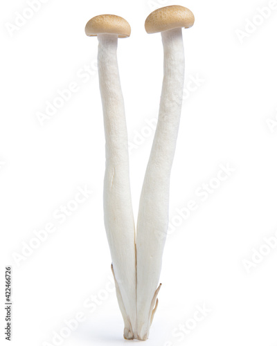 mushroom shimeji isolated on white background photo