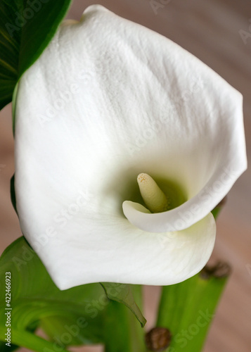 white callas flowers and green leaves