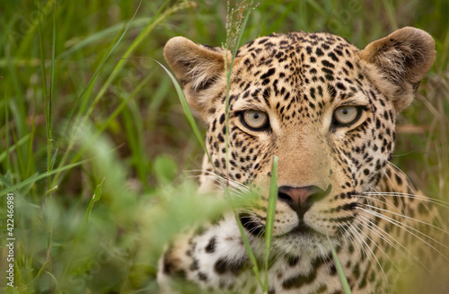 Leopard in all its beauty