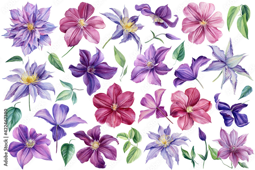 Watercolor flowers Clematis on isolated white background, botanical painting. Set of floral design elements.